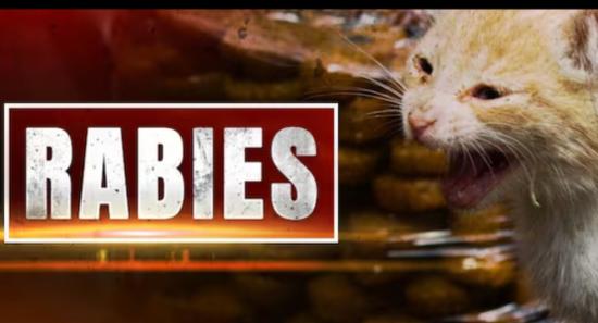 Cat Bite Surge Triggers Rabies Alert